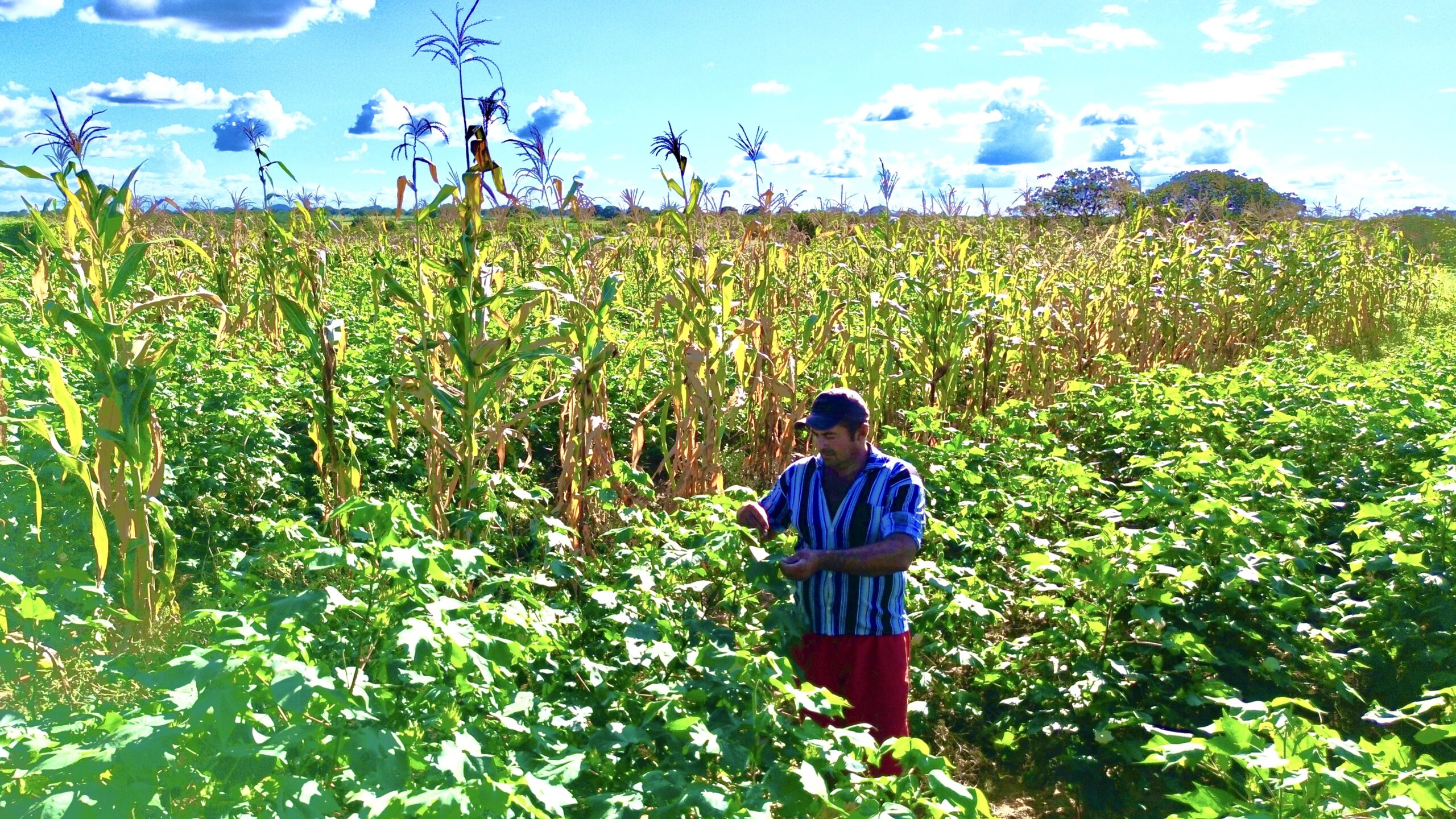 ACEPA acompanha desenvolvimento da safra de algodão agroecológico no Assentamento Santa Maria, em Quixadá